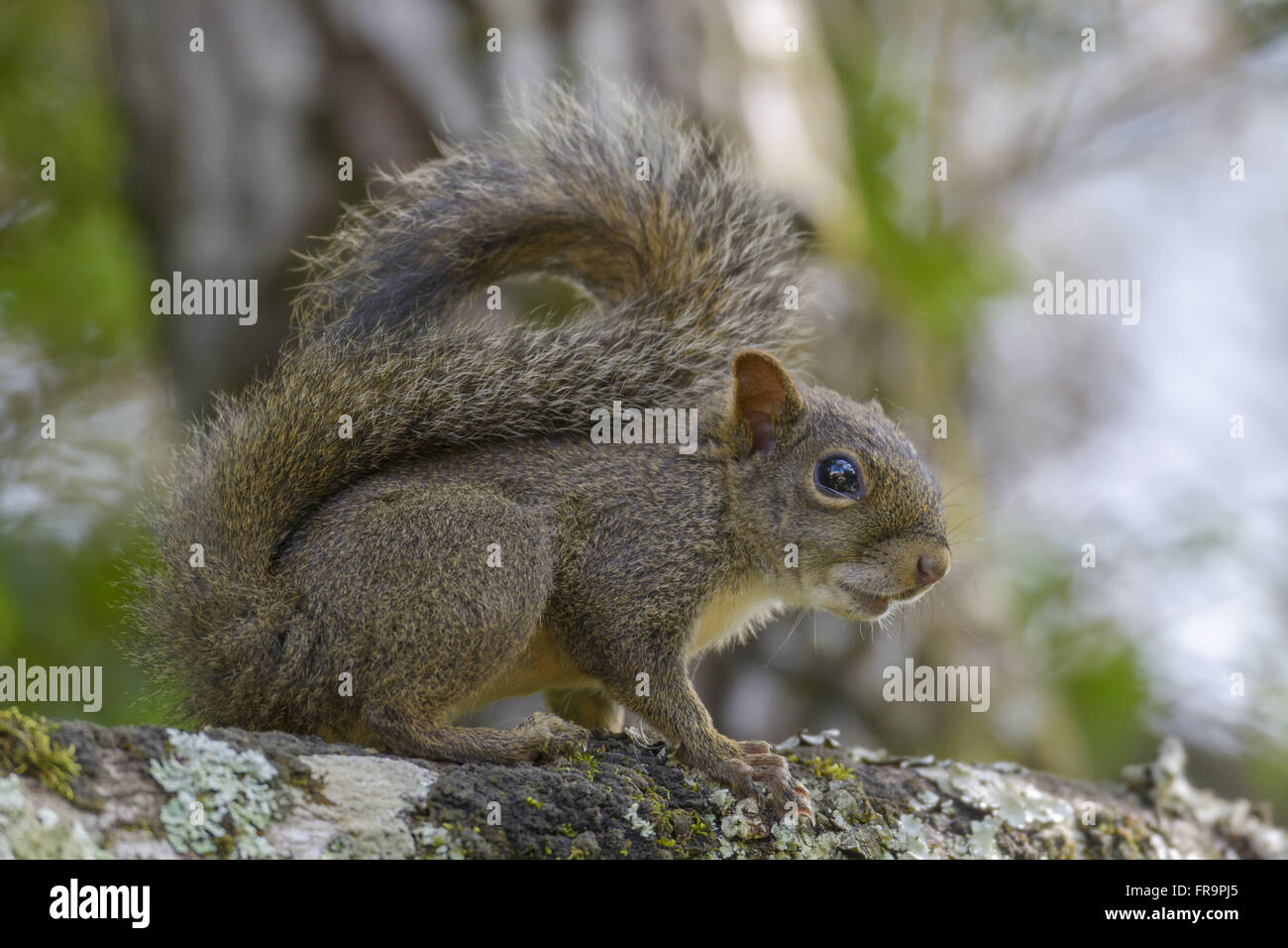Esquilo em galho de árvore Foto Stock