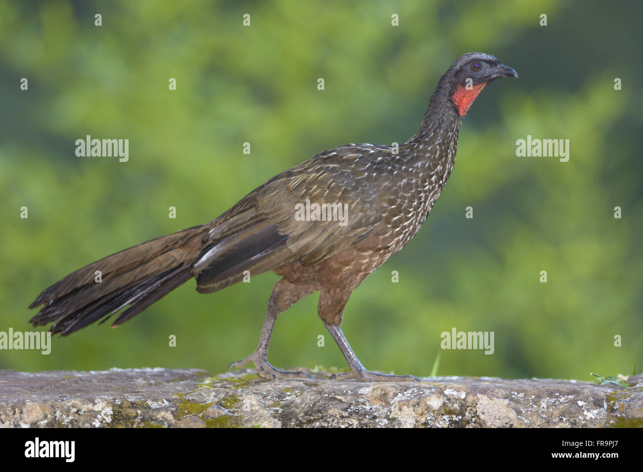 Jacupemba na RPPN Santuário do Caraça Foto Stock