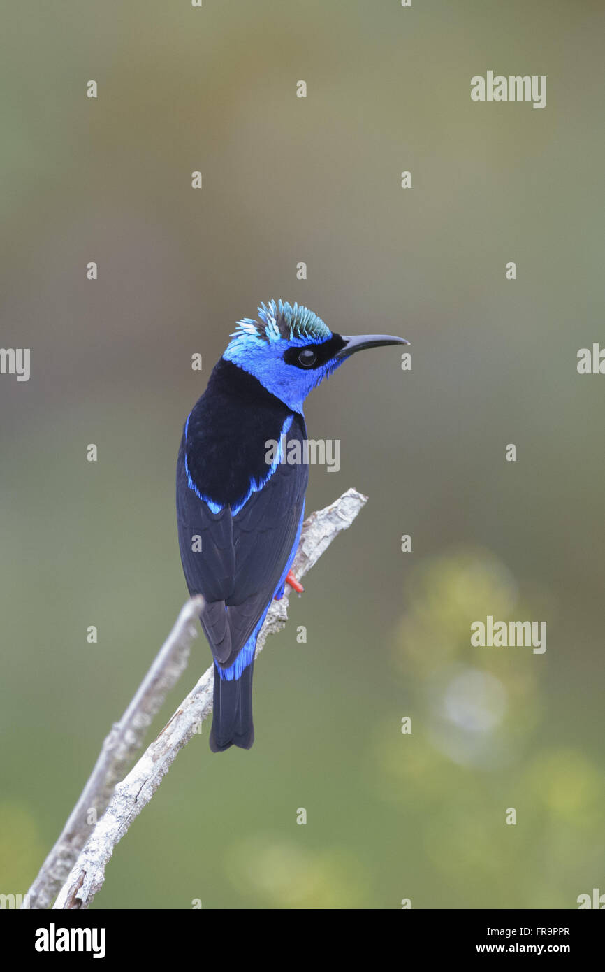 Saíra-beija-flor macho pousado galho em Foto Stock