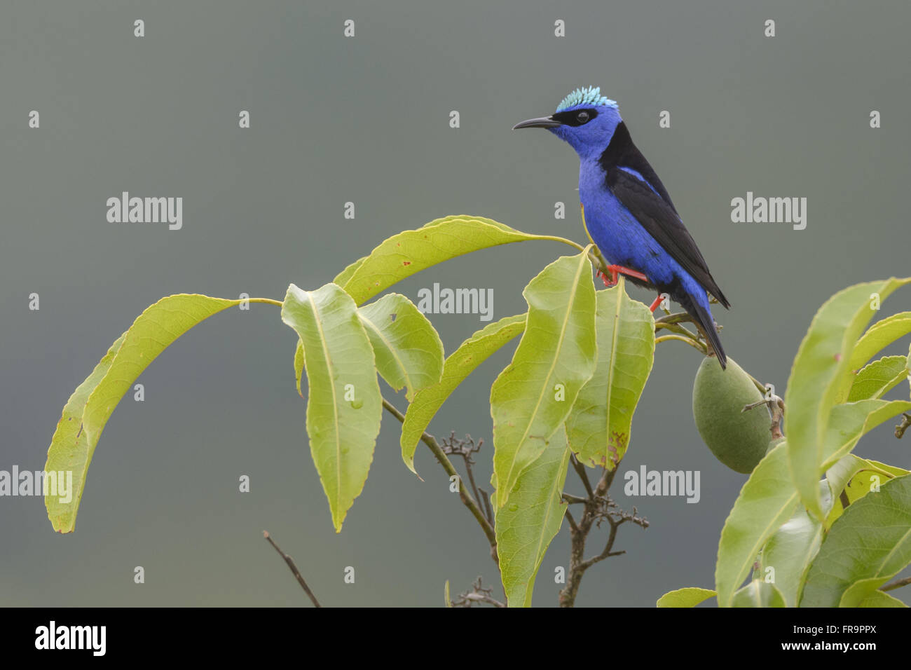 Saíra-beija-flor macho pousado em folhas Foto Stock