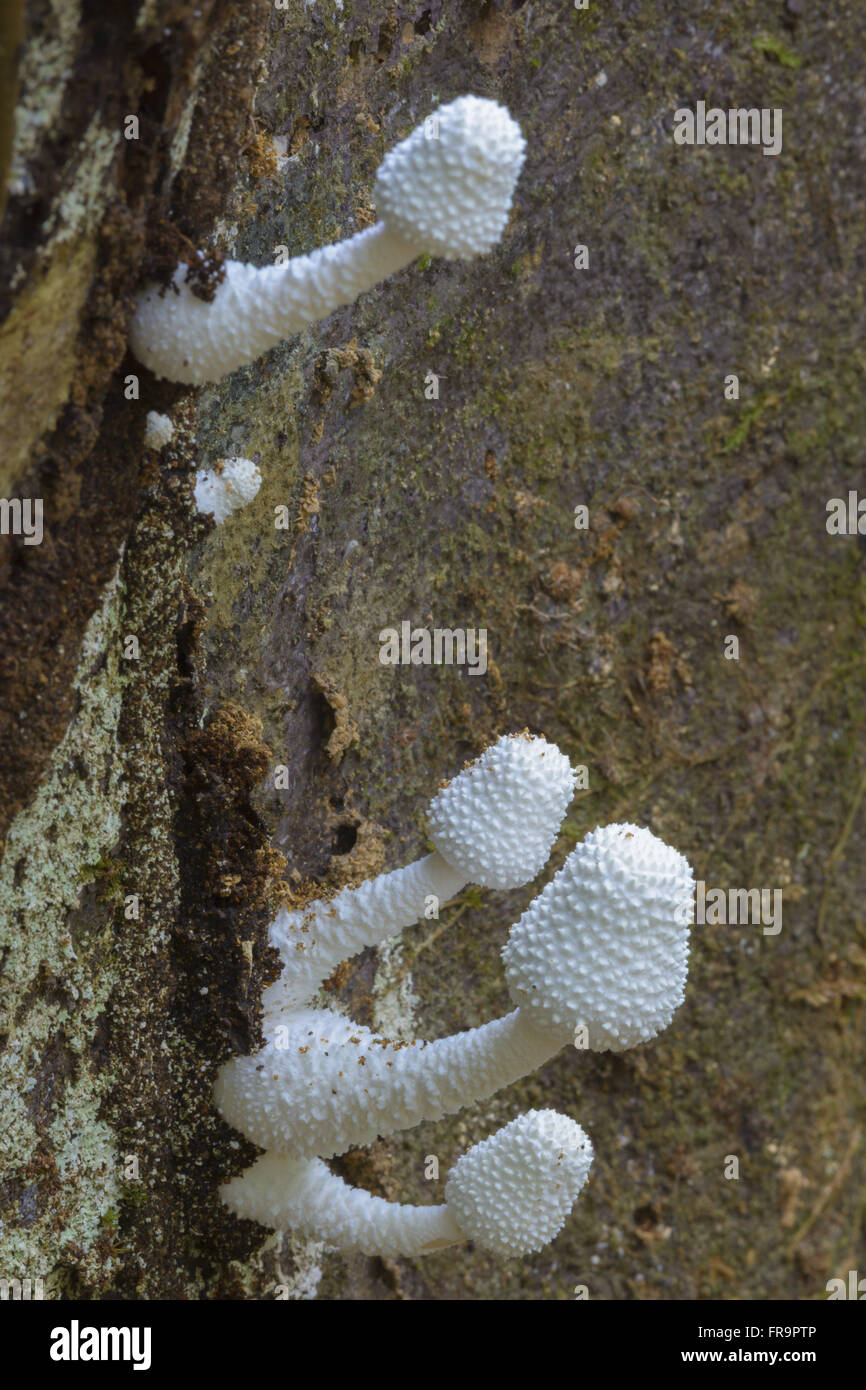 Cogumelos brancos em tronco de árvore na RPPN Cristalino Foto Stock