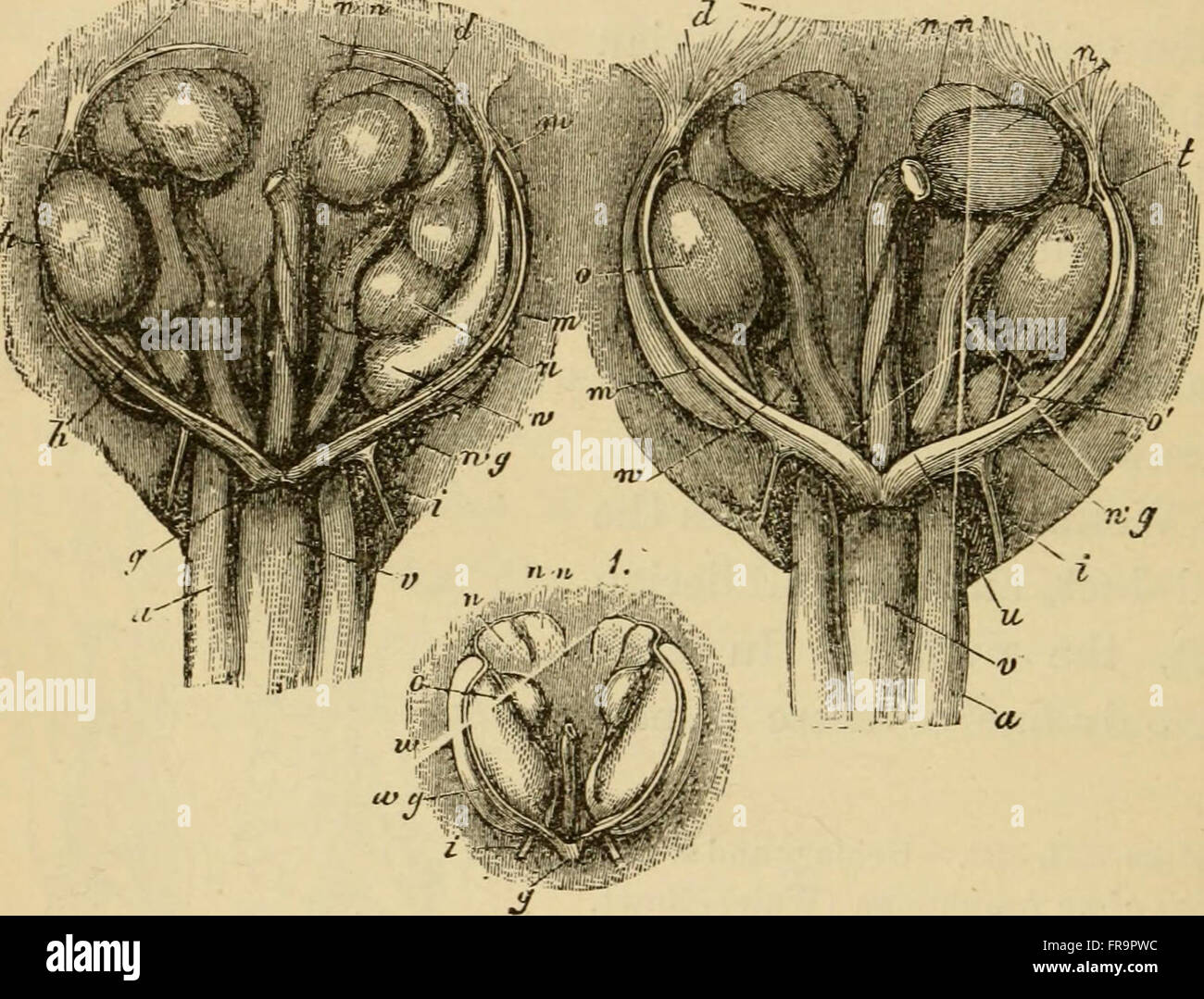 The Evolution of Man (1879) delinea le teorie dello sviluppo umano, concentrandosi sull'ontogenia (crescita individuale) e sulla filogenesi (storia evolutiva), e presenta una panoramica dell'evoluzione umana basata sulla comprensione scientifica contemporanea. Foto Stock