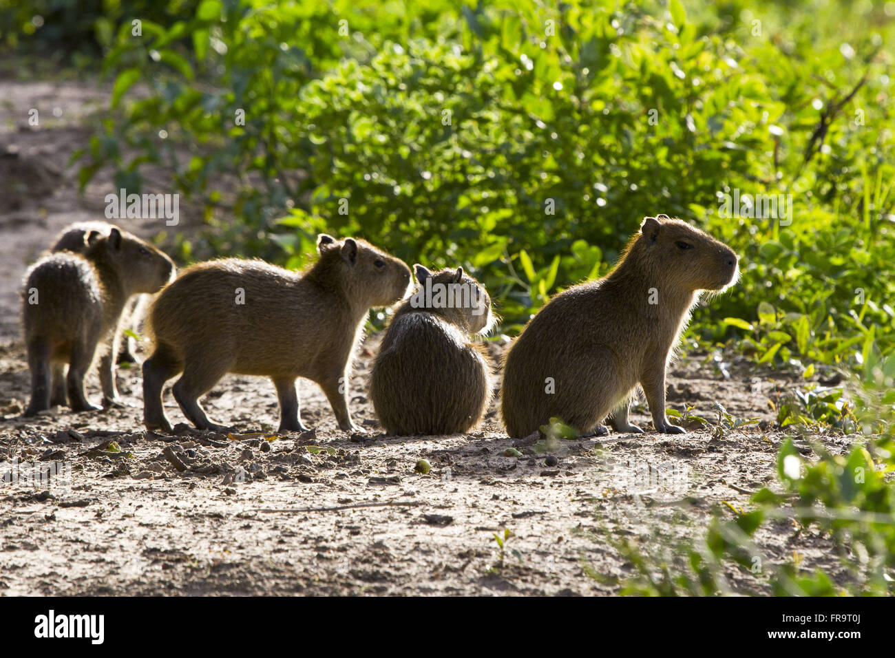 I cuccioli capibara del Pantanal - hydrochaeris Foto Stock