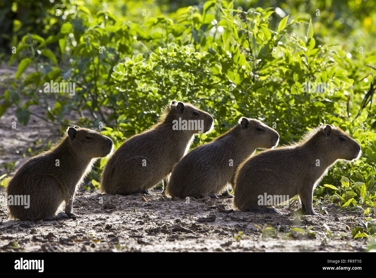 I cuccioli capibara del Pantanal - hydrochaeris Foto Stock