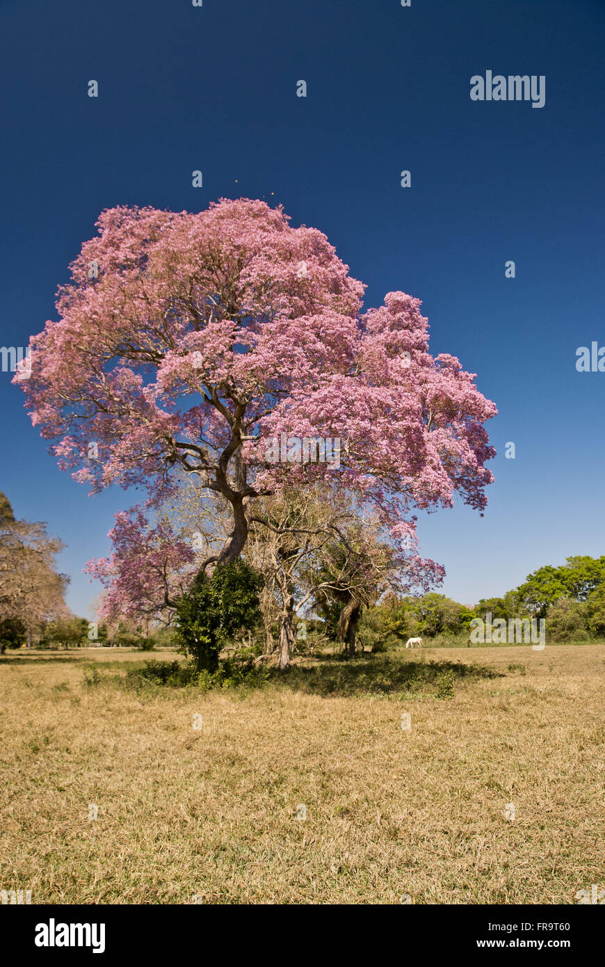 Tree-ipe fioritura viola del Pantanal - Tabebuia sp Foto Stock