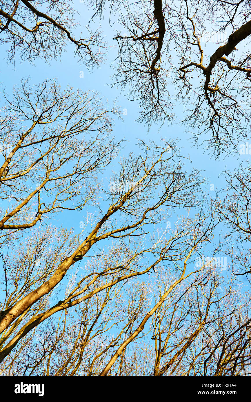 Tree Tops in primavera presso Dukes legno, Eakring, Nottinghamshire, Inghilterra, Regno Unito. Foto Stock