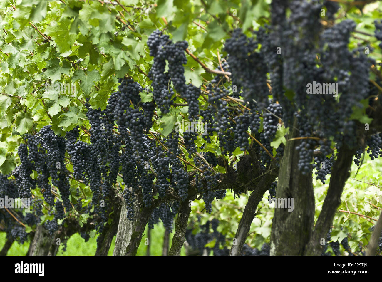Le piantagioni di uva Cabernet Sauvignon Foto Stock