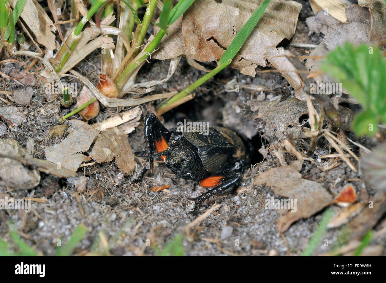 Campo cricket (Gryllus campestris) lasciando burrow indietro Foto Stock