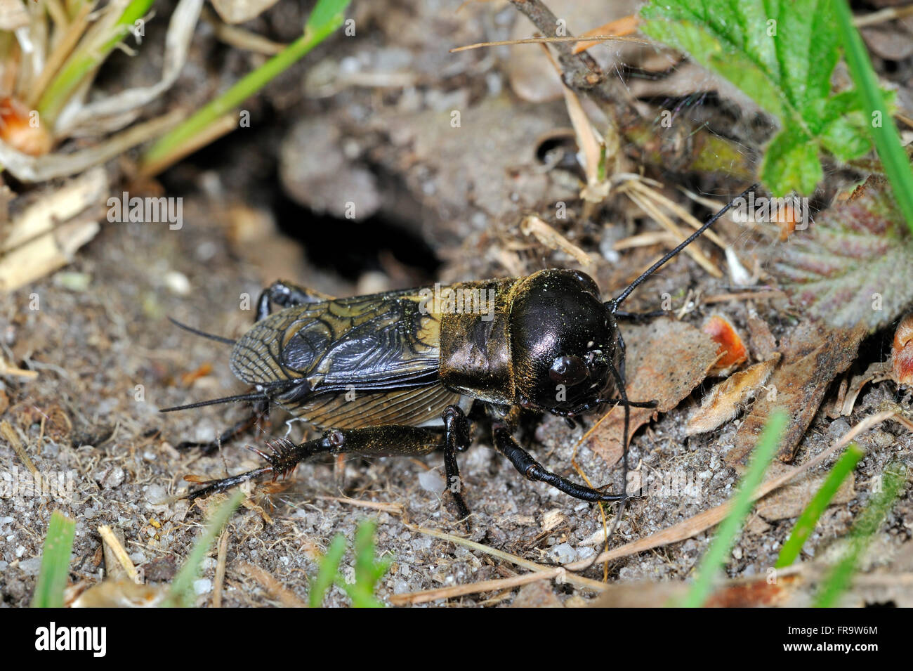 Campo cricket (Gryllus campestris) maschio nella parte anteriore del burrow Foto Stock