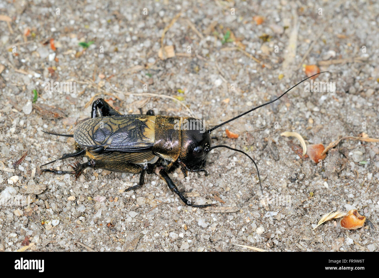 Campo cricket (Gryllus campestris) maschio Foto Stock