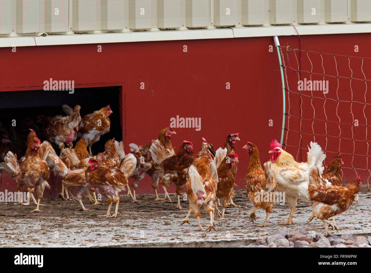 Pollo DOMESTICO (Gallus gallus domesticus), commerciale free range galline lasciando pollaio Foto Stock