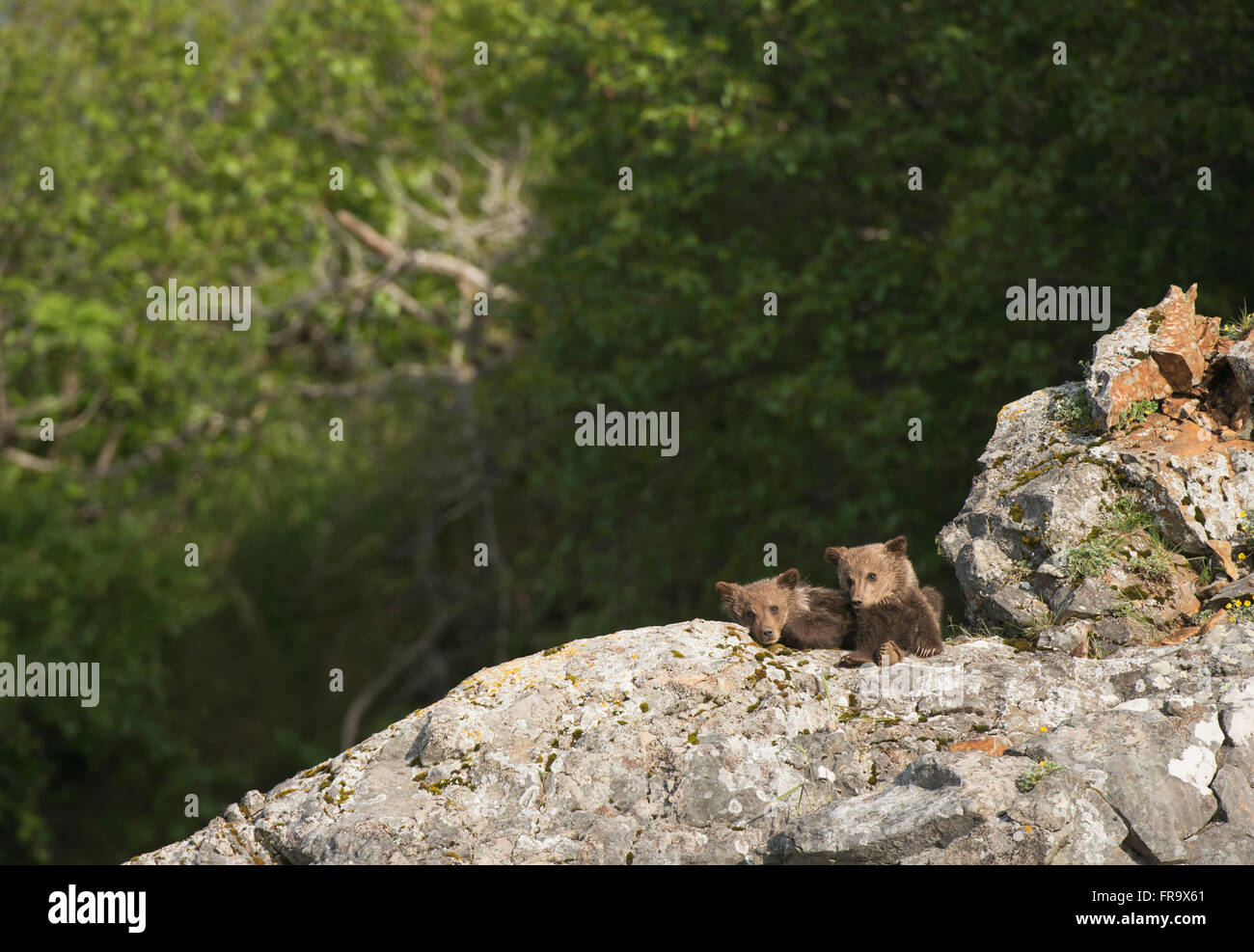 Coppia di molla di orfani orso bruno Lupetti nella baia di Kukak, Katmai National Park & Preserve. Foto Stock