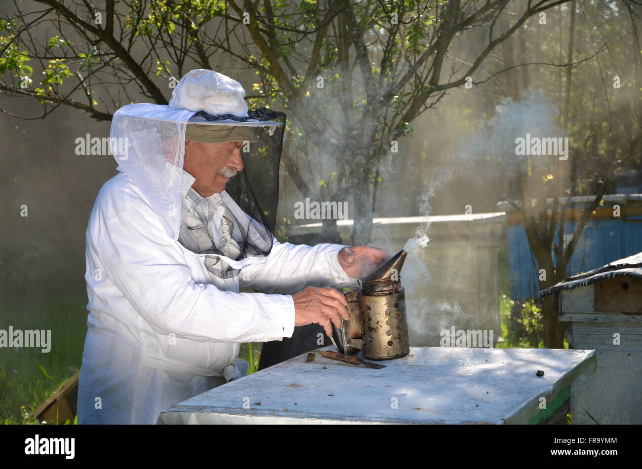 Esperti senior apiarist nel suo apiario impostazione di un incendio in un'ape fumatore Foto Stock