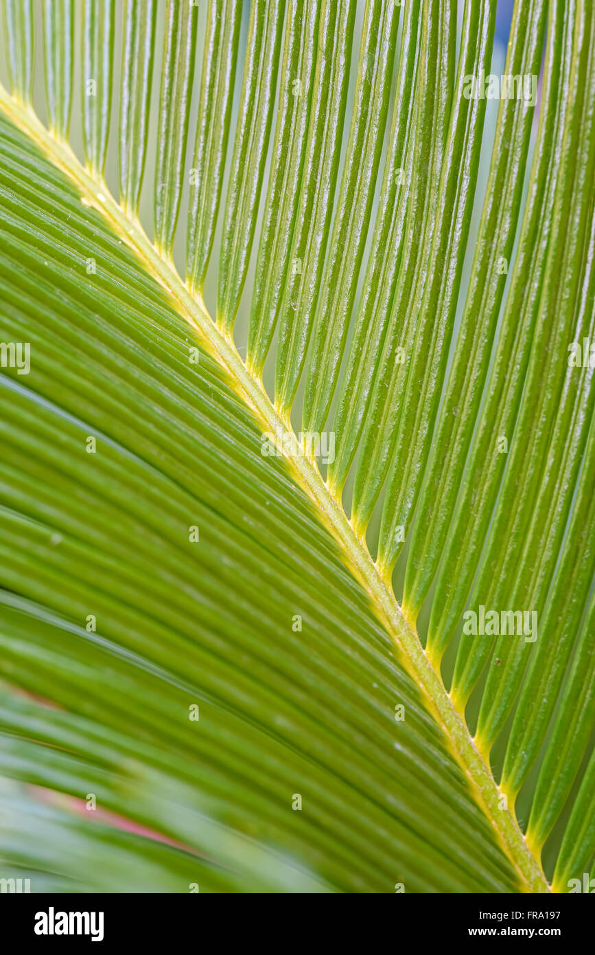 Tropical foglia verde per lo sfondo Foto Stock