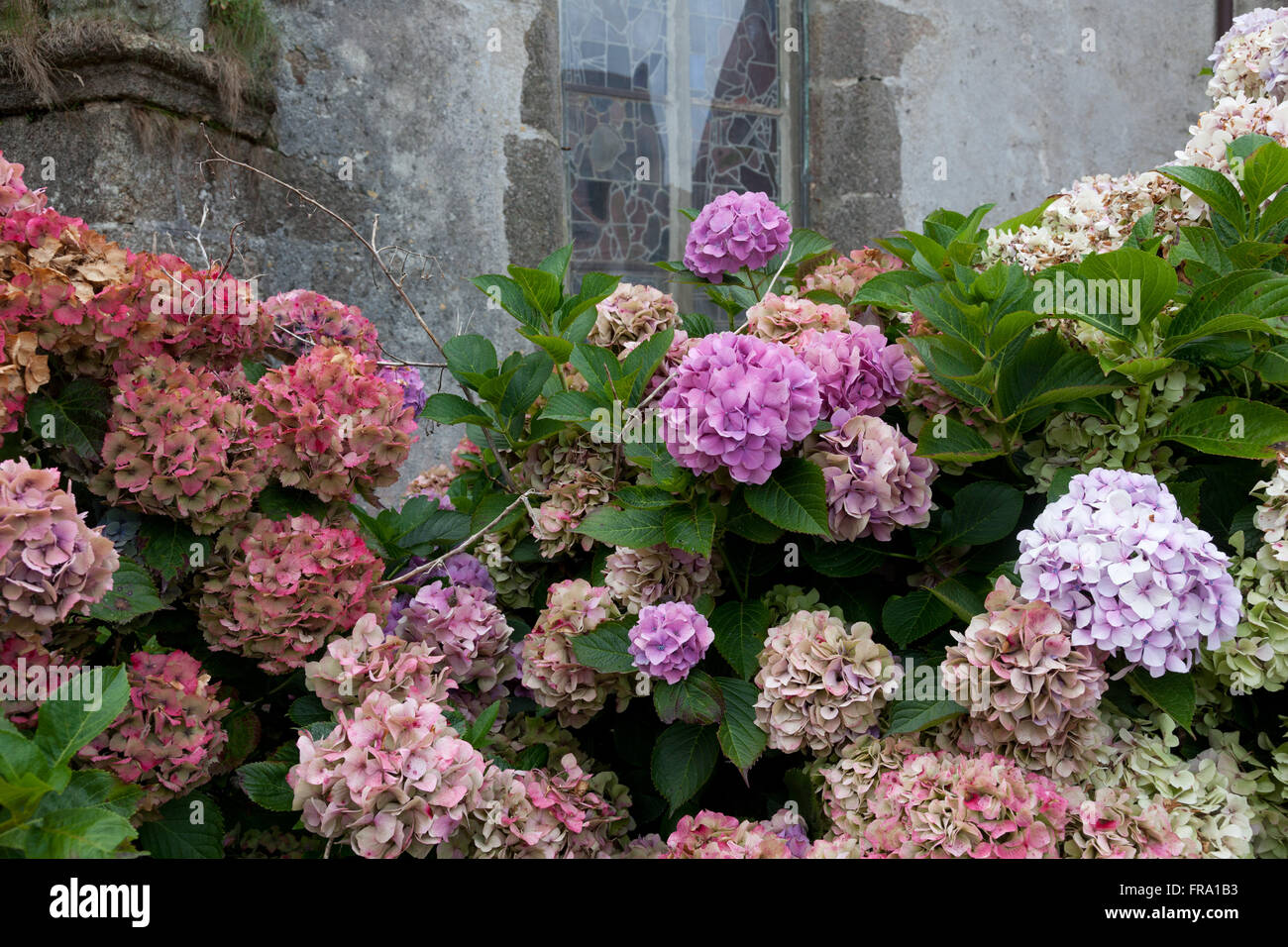 Varicolored cespugli di ortensie in tarda estate nella parte anteriore della chiesa medievale di parete e finestra Foto Stock