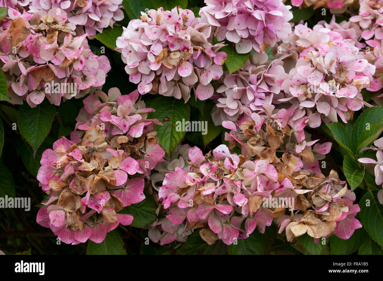 Rosa fiori di ortensie in tarda estate, parzialmente appassiti Foto Stock