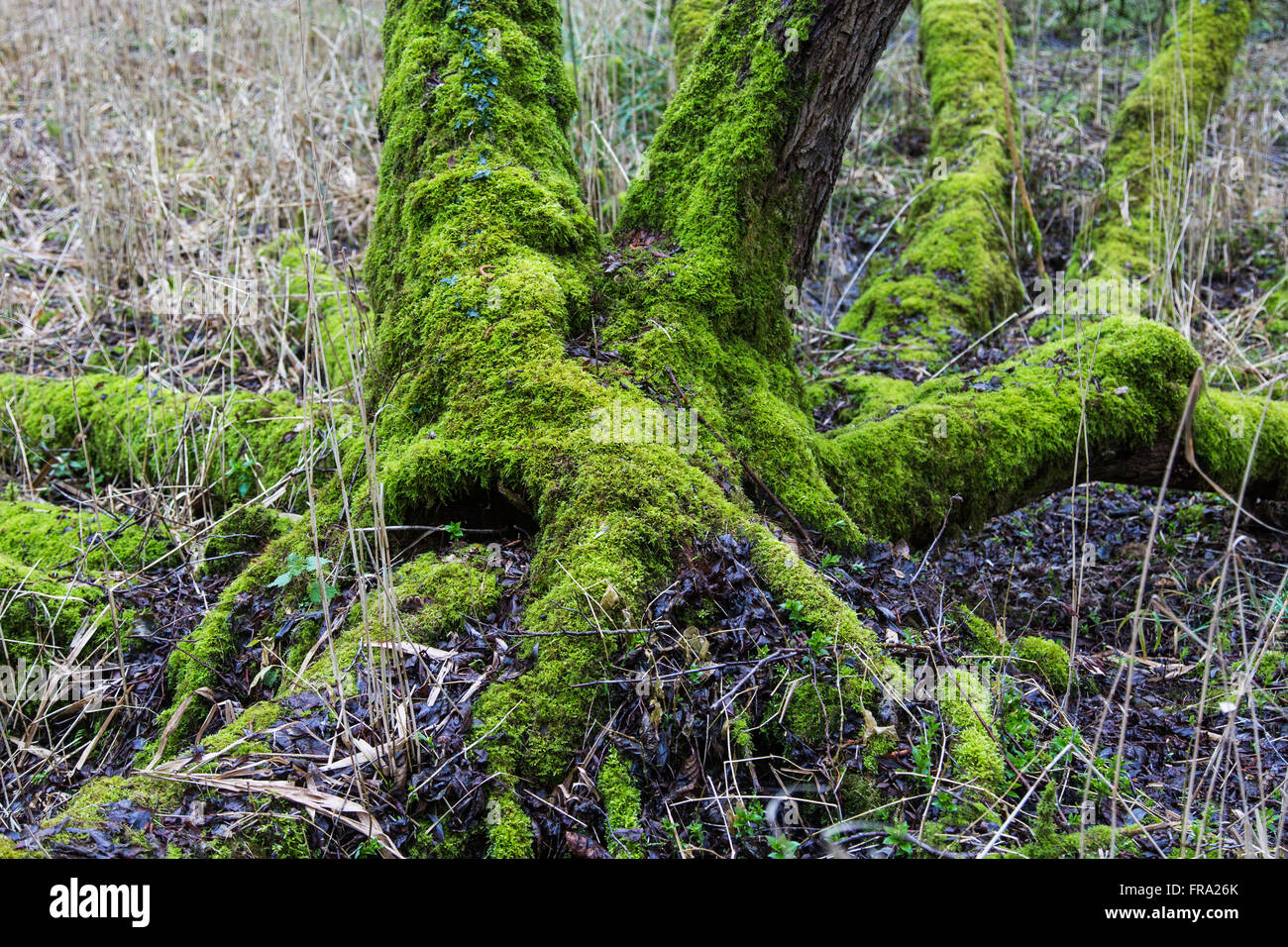 Bosco di muschio e marsh, Willow Tree radici Foto Stock