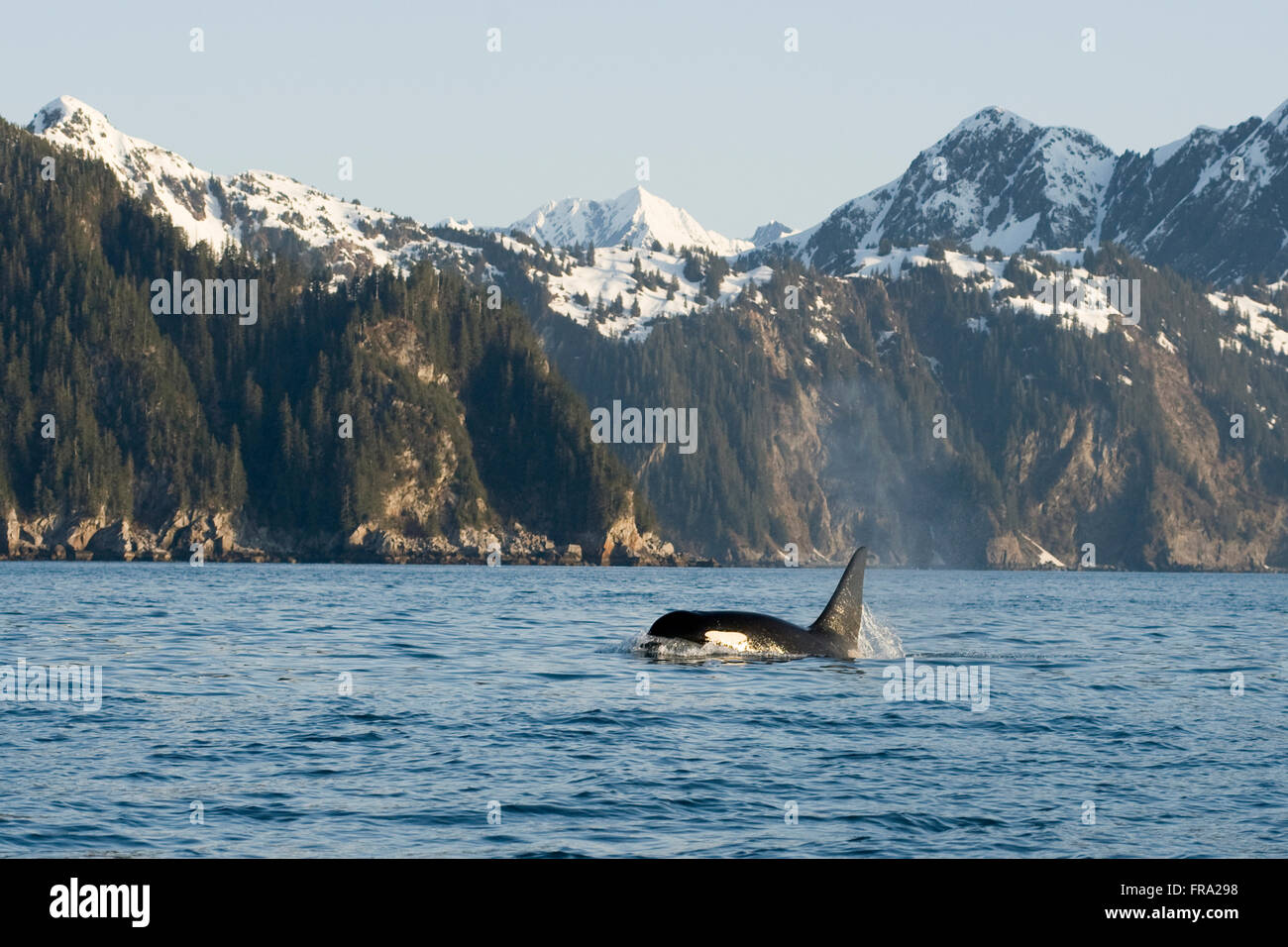 Killer Whale, o orcas Orcinus orca, grande piscina di Bull in risurrezione Bay, il Parco nazionale di Kenai Fjords, fuori Seward, centromeridionale Alaska, molla Foto Stock