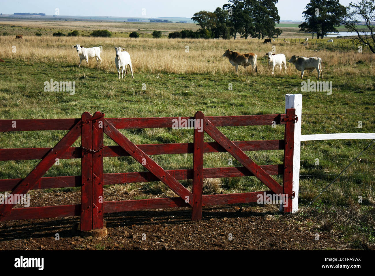 Bovini di razze differenti nella cittadina rurale di Santiago Foto Stock