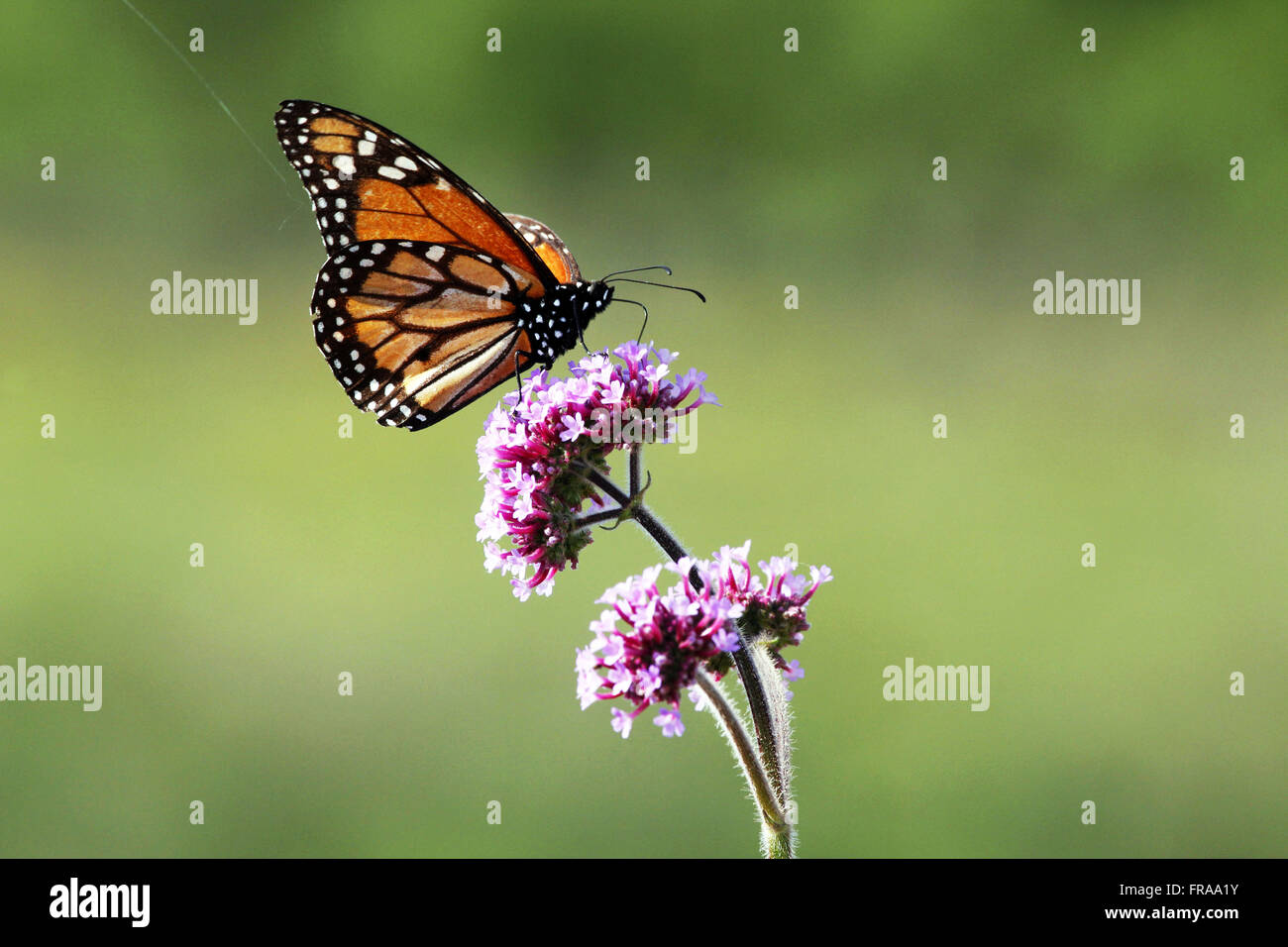 Farfalla monarca sul fiore - Danaus plexippus Foto Stock