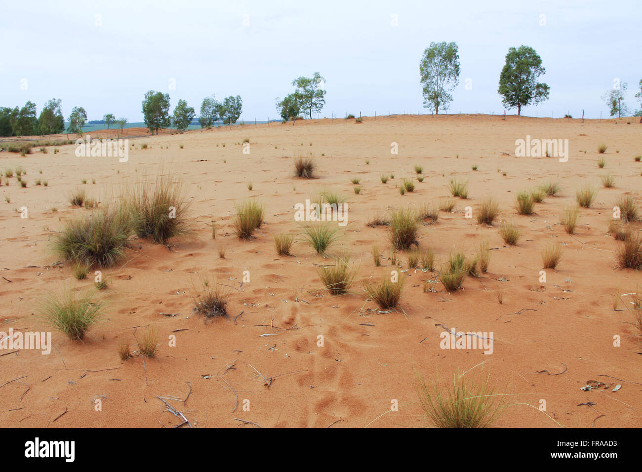 La desertificazione del suolo da intensa attività agricola sommati l'azione del vento e pioggia Foto Stock