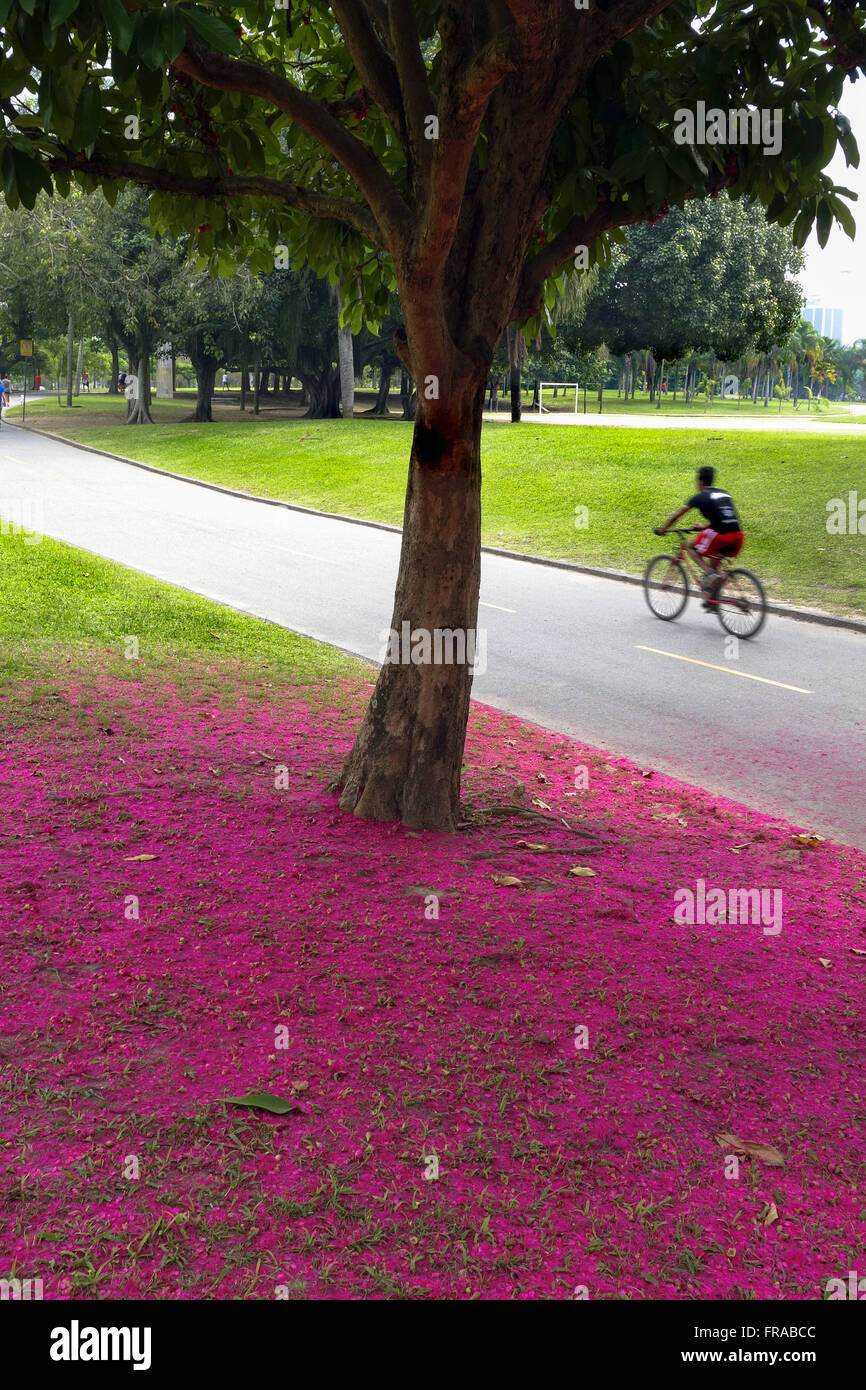 Tappeto di fiori jambo in Flamengo - Zona Sud Foto Stock