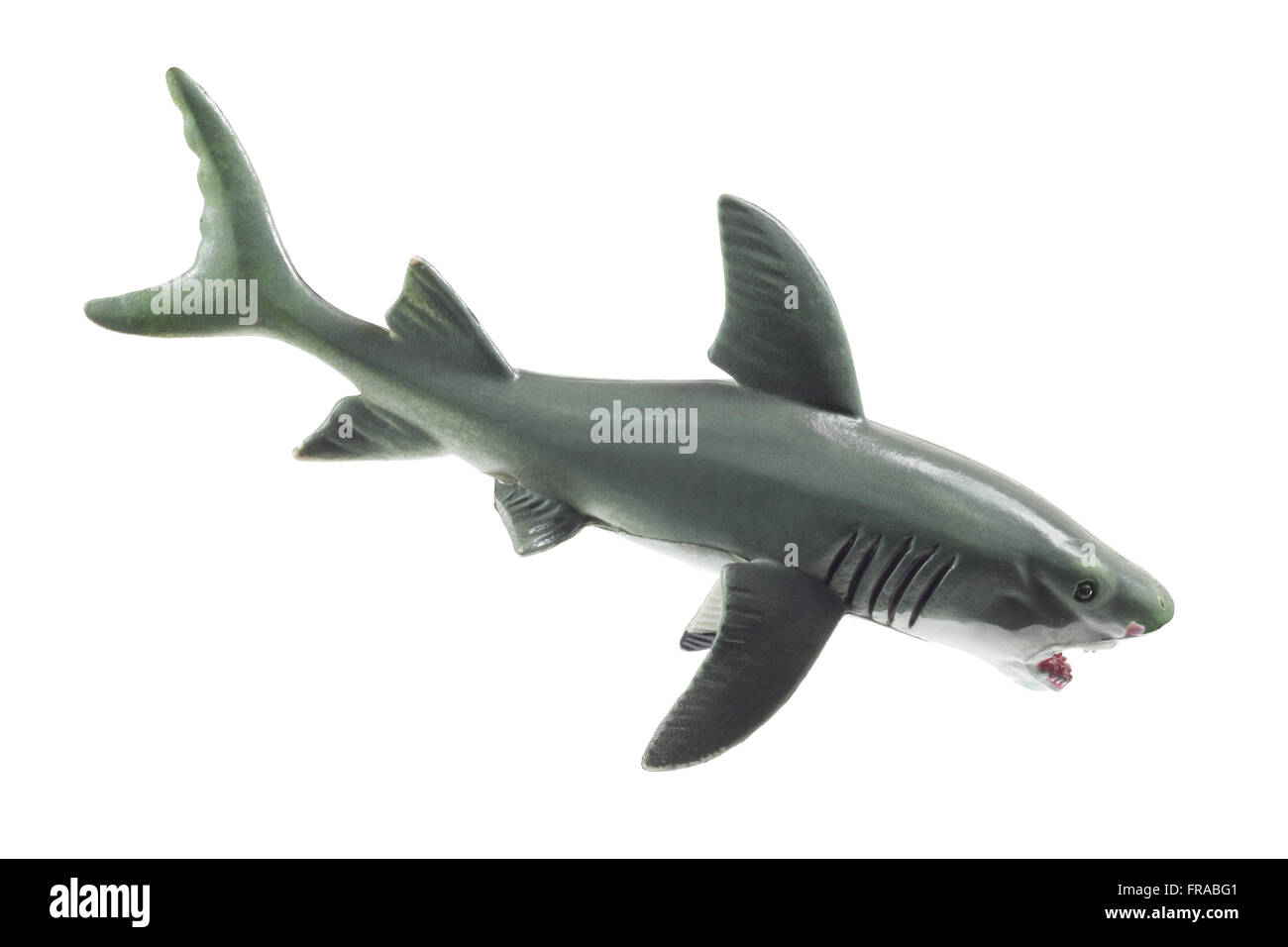 Squalo di gomma Foto Stock
