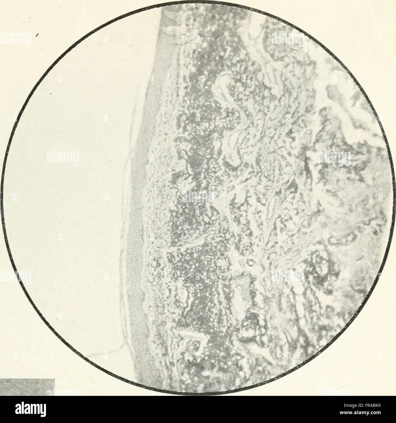 Questa illustrazione di copertina del *British Journal of Dermatology* (1888) presenta un disegno antico di manoscritti, con intricati bordi e calligrafia. La pagina vintage mette in evidenza i dettagli ornamentali tipici dei testi medici storici. Foto Stock