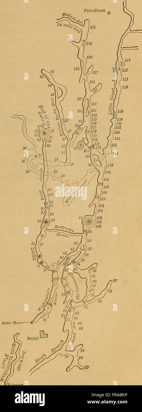 Questo studio del 1888 intitolato "la fauna grotta del Nord America" esplora le specie uniche che si trovano nelle grotte del Nord America. Discute gli adattamenti anatomici degli animali che abitano nelle grotte, concentrandosi sulle specie cieche e sui loro tratti evolutivi, offrendo preziose informazioni sulla biologia di queste rare creature. Foto Stock