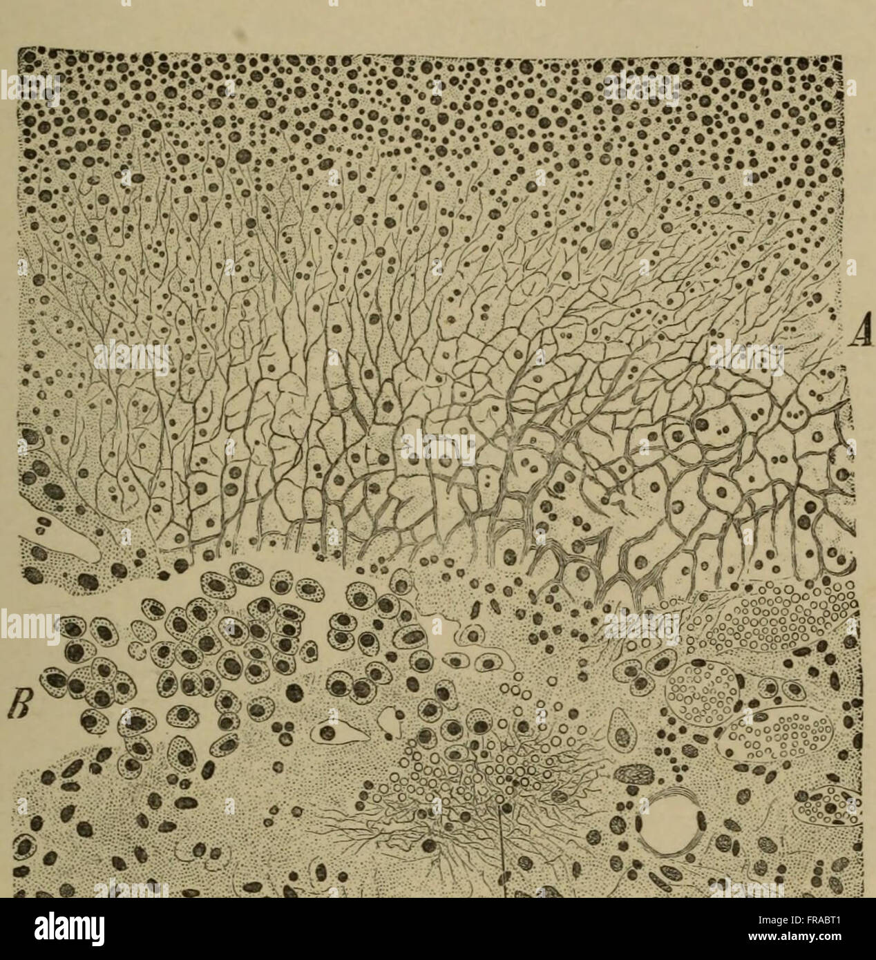 Il lavoro del 1895, The Elements of Pathological Histology, presenta illustrazioni scientifiche e schizzi anatomici, offrendo approfondimenti dettagliati sui metodi istologici. Il suo design vintage e l'attenzione scientifica riflettono la dedizione del periodo alla ricerca medica. Foto Stock