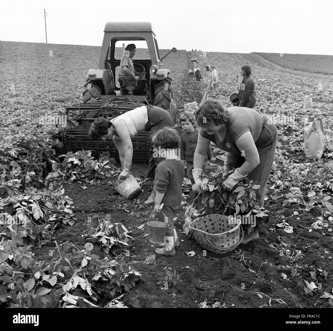 Le donne di patate raccolta raccolta Gran Bretagna 1962 anni sessanta bambini giocare mentre le madri di lavoro in azienda. Foto Stock