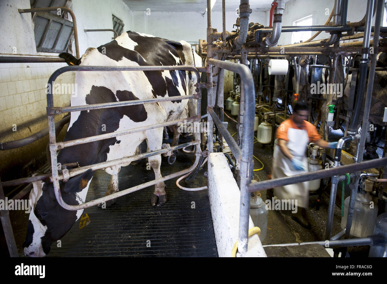 Mungere le mucche da latte in agriturismo nel nord Italia - Regione Lombardia Foto Stock
