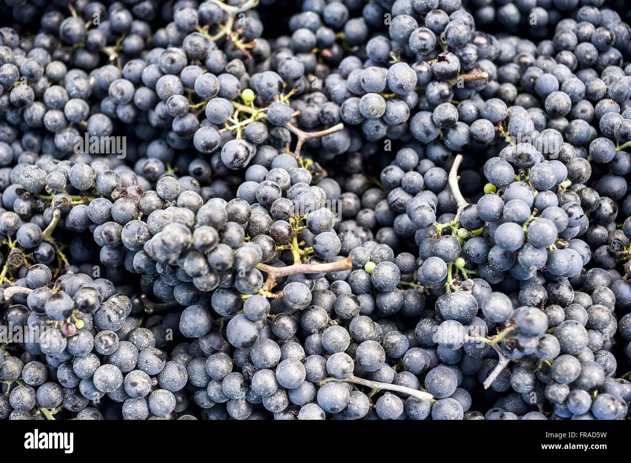 Dettaglio di uva Merlot del tipo per la produzione di vino Foto Stock