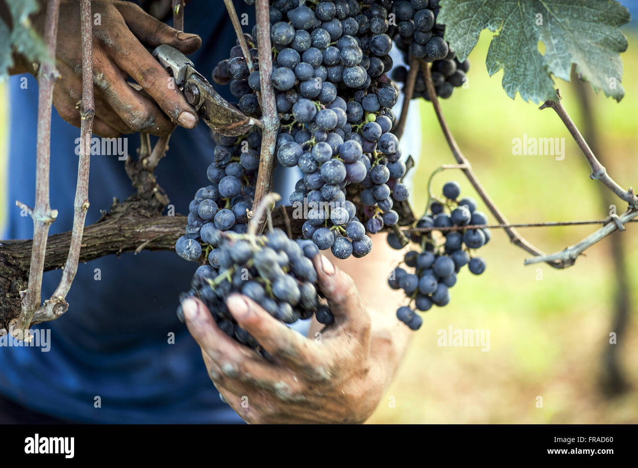 Raccolto di uve Merlot in dettaglio il tipo di coltivazione orizzontale chiamato spalliera Foto Stock