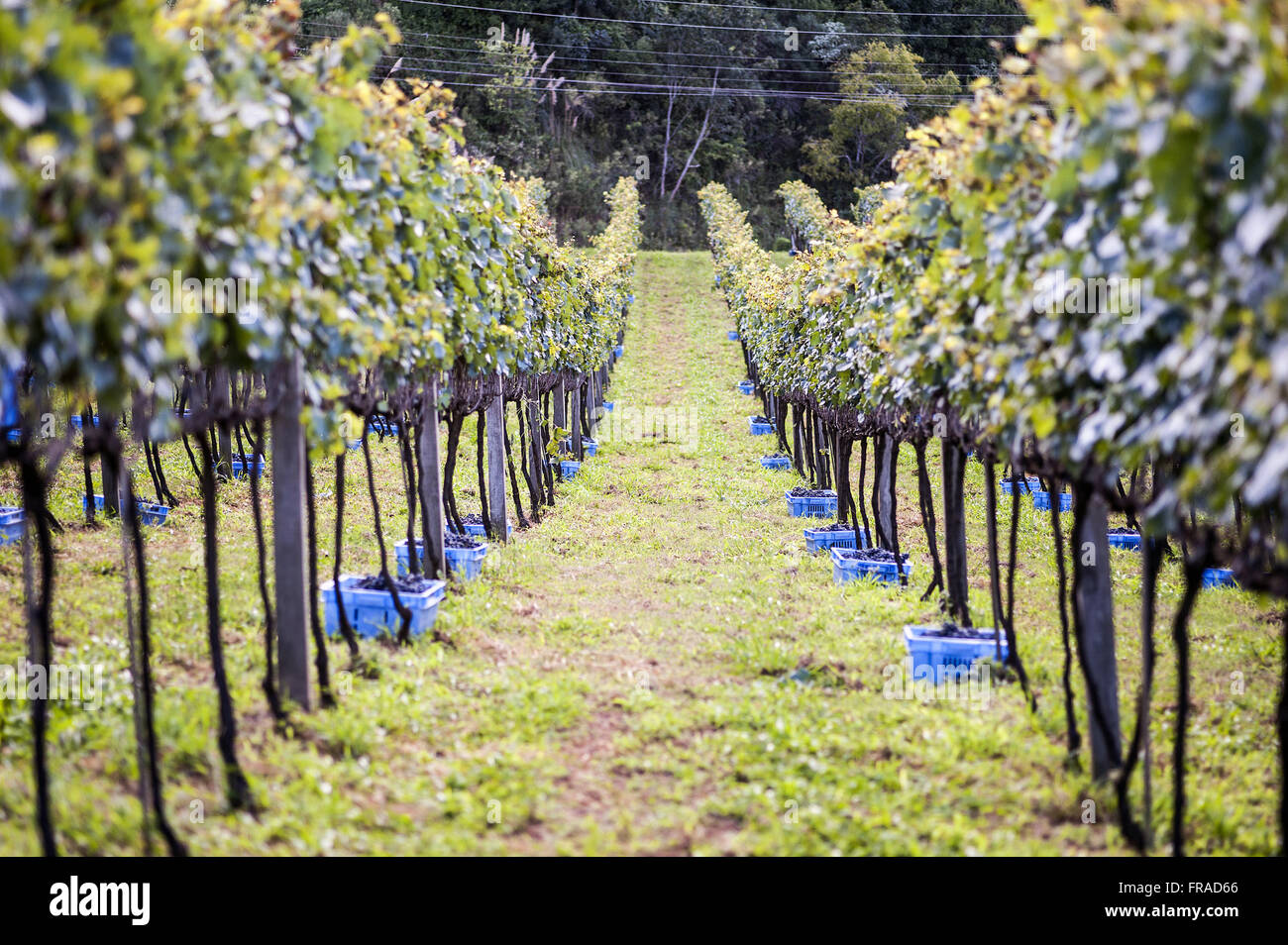 Colheita de tipo di uva Merlot em cultivo de espaldeira verticale Foto Stock
