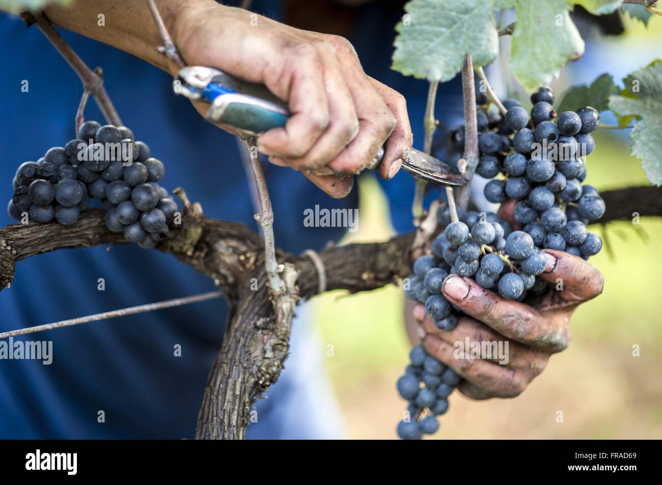 Raccolto di uve Merlot in dettaglio il tipo di coltivazione orizzontale chiamato spalliera Foto Stock