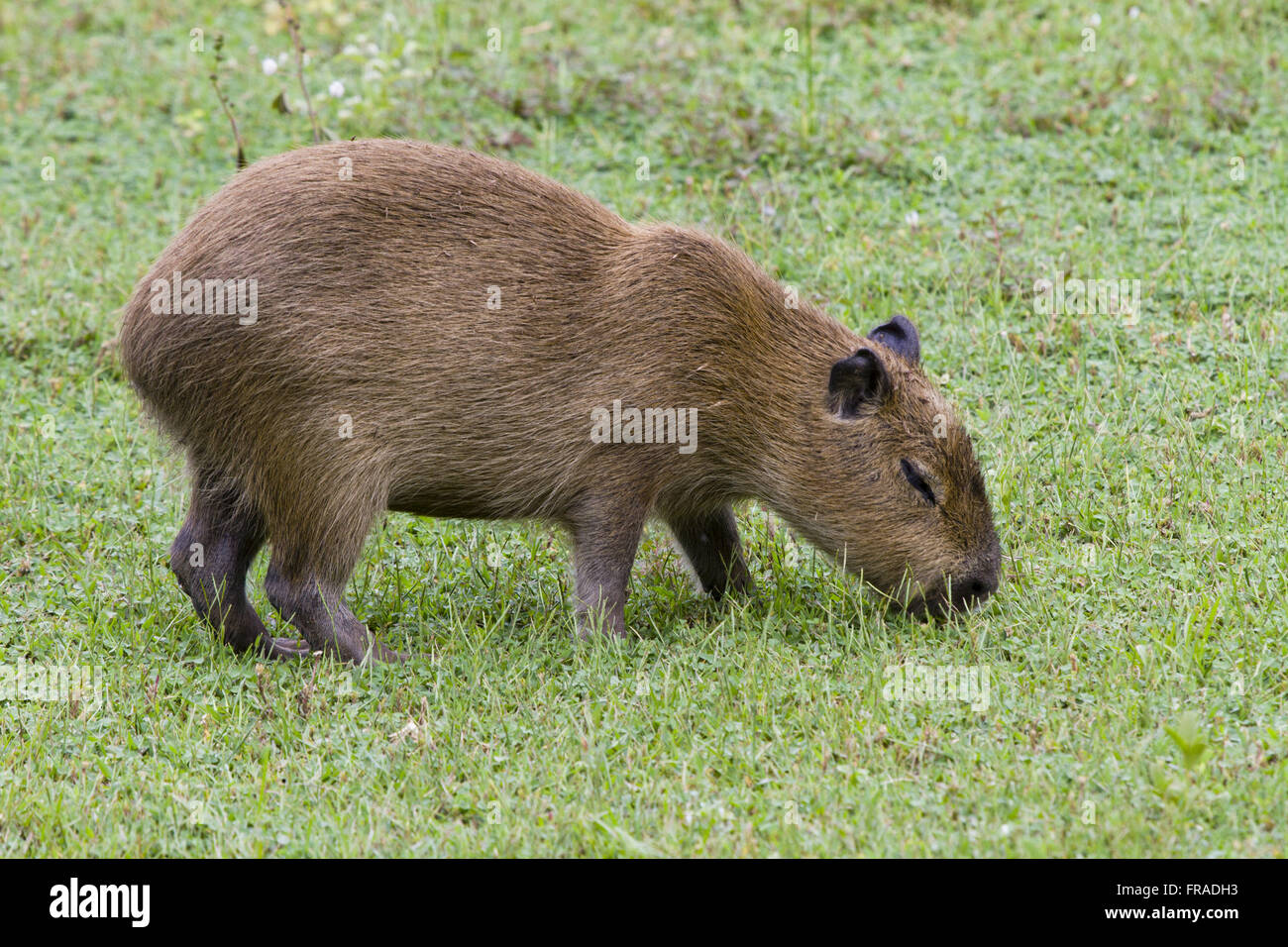 Capibara nel Pantanal Nord Foto Stock