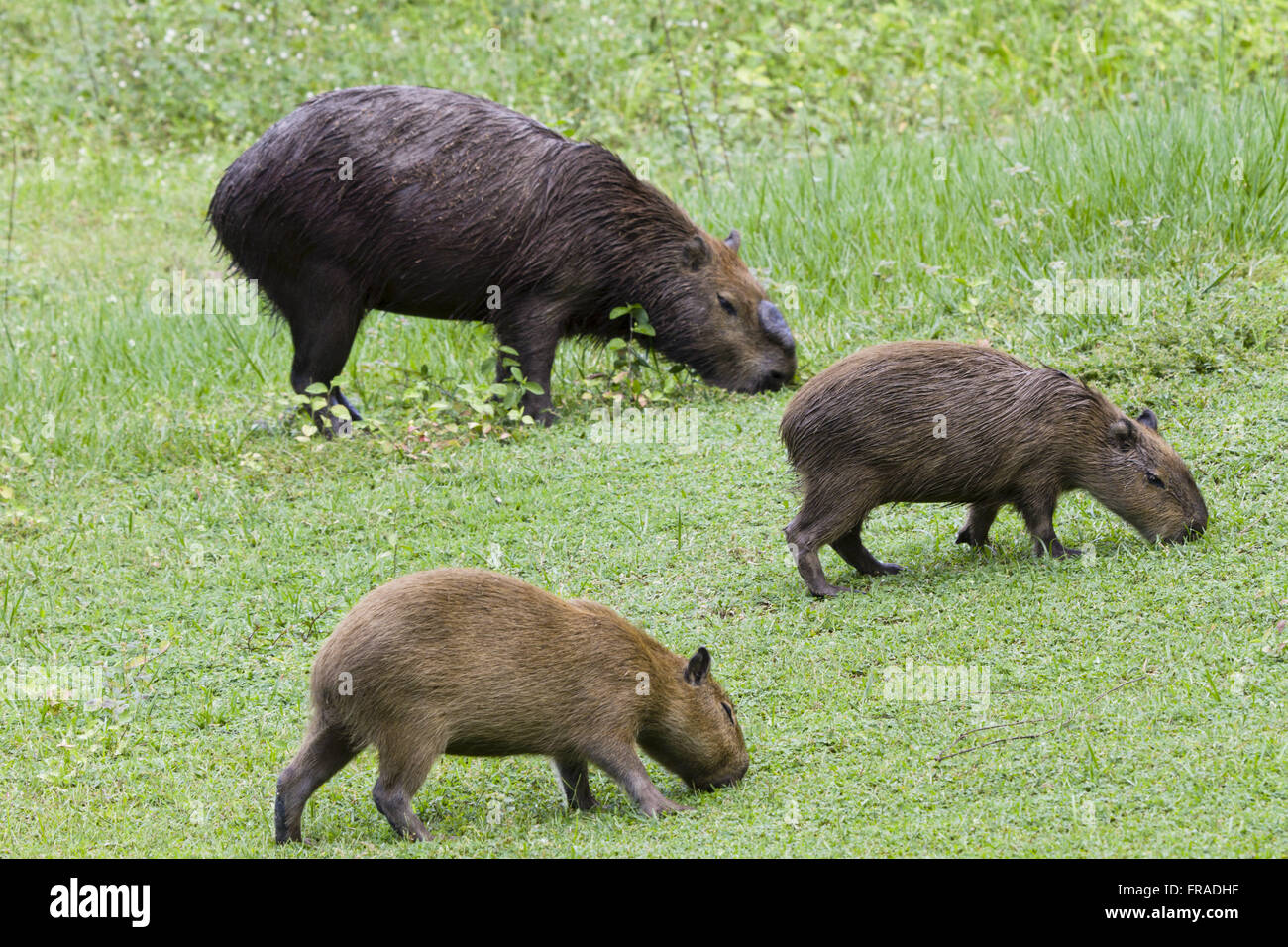 Capybaras nel Pantanal del Nord Foto Stock