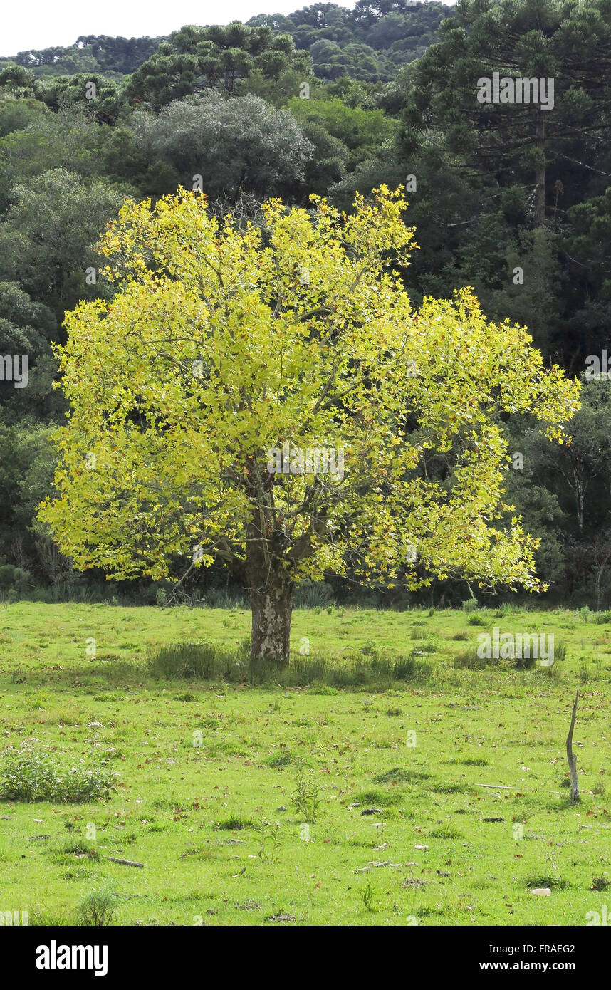 Paesaggio con foglie di acero in autunno in Sierra Gaucha Foto Stock