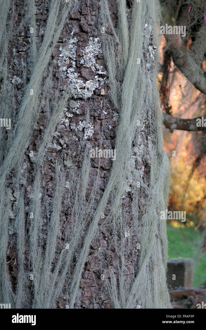 Araucaria tronco con la barba del nervo o la barba di vecchio Foto Stock