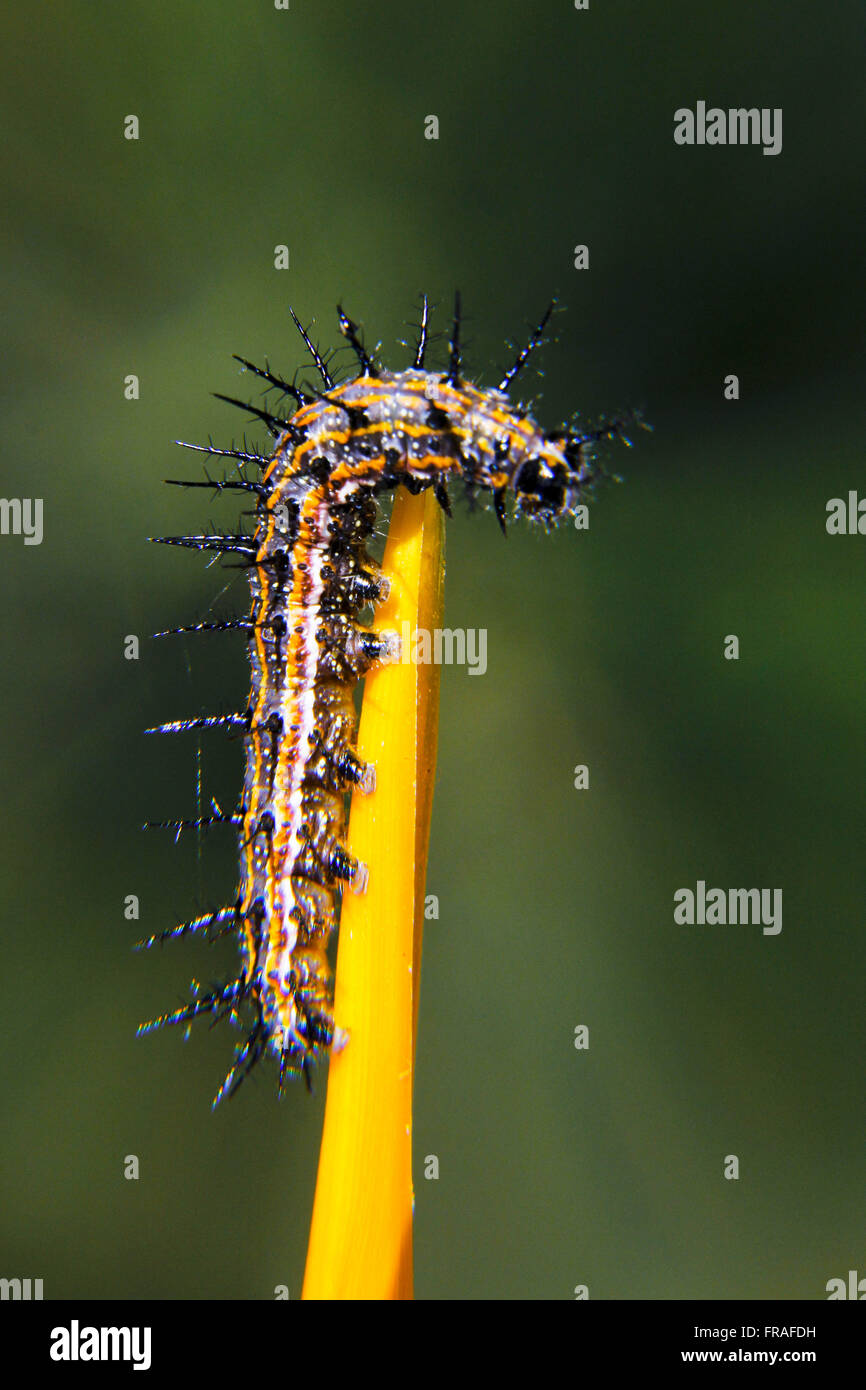 Caterpillar sul petalo di fiore Foto Stock