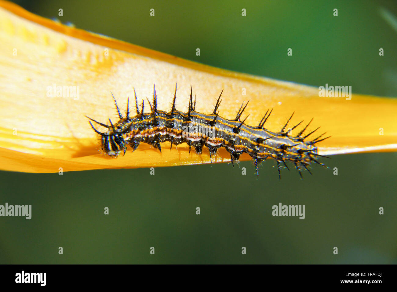 Caterpillar sul petalo di fiore Foto Stock