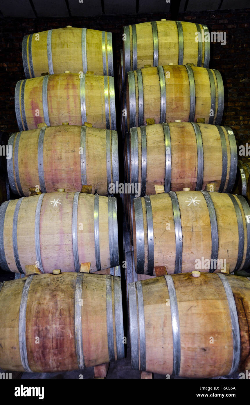 Botti di rovere per invecchiare il vino della cantina dell'azienda vinicola Anura - villaggio Klapmuts Foto Stock