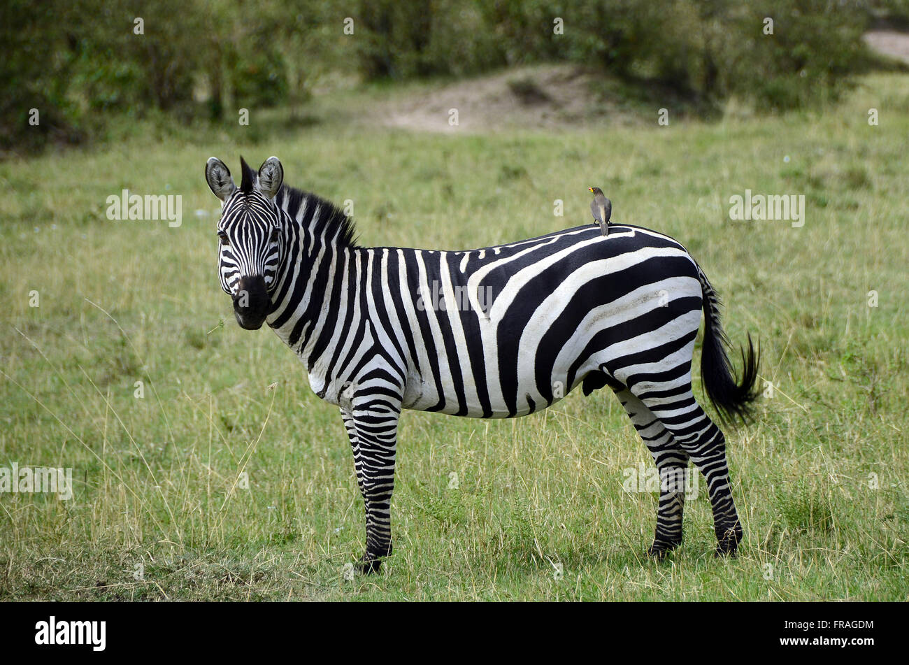 Bufaga fatturati picchio, giallo-o ox inn sul retro di zebra nel Masai Mara National Park Foto Stock