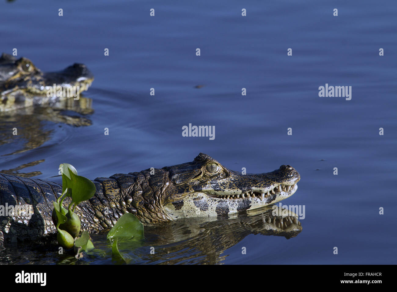 Caimans palude - Park Road Transpantaneira Foto Stock