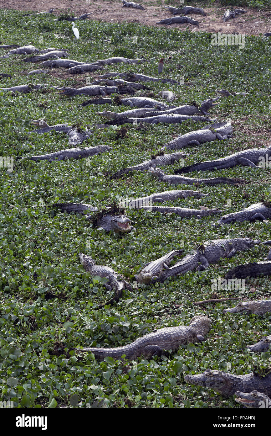 Caimans palude - Park Road Transpantaneira Foto Stock