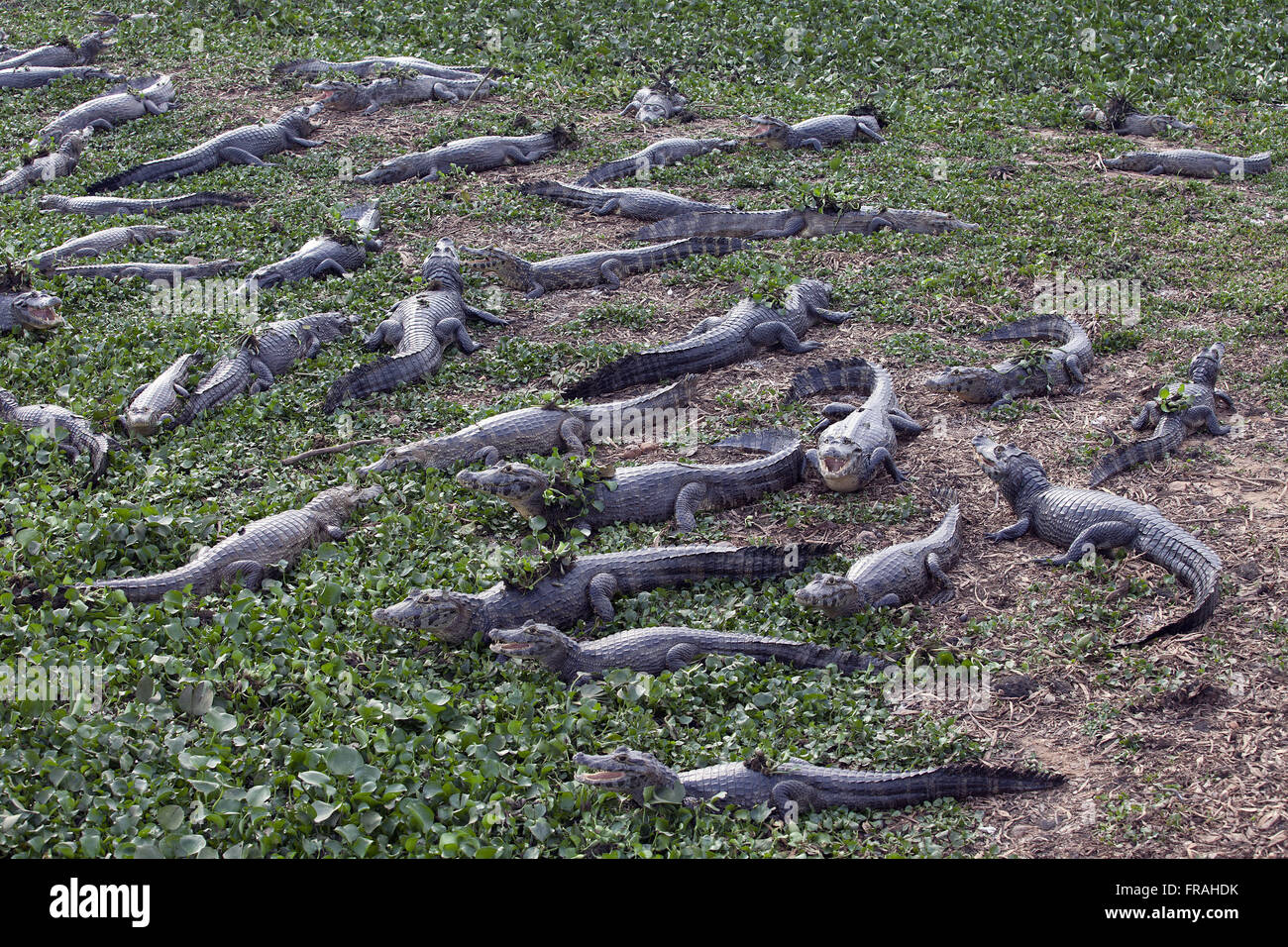 Caimans palude - Park Road Transpantaneira Foto Stock