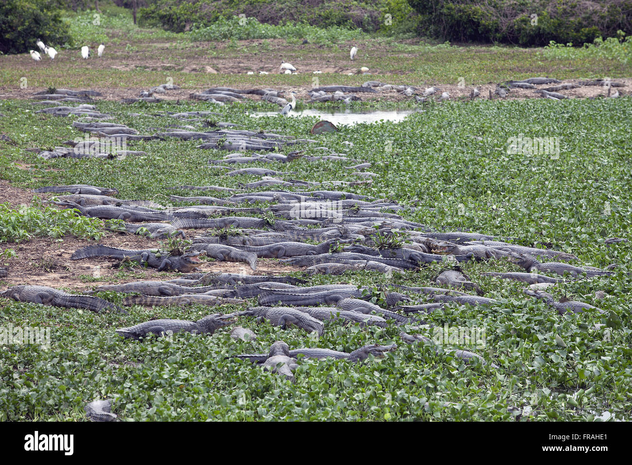 Caimans palude - Park Road Transpantaneira Foto Stock