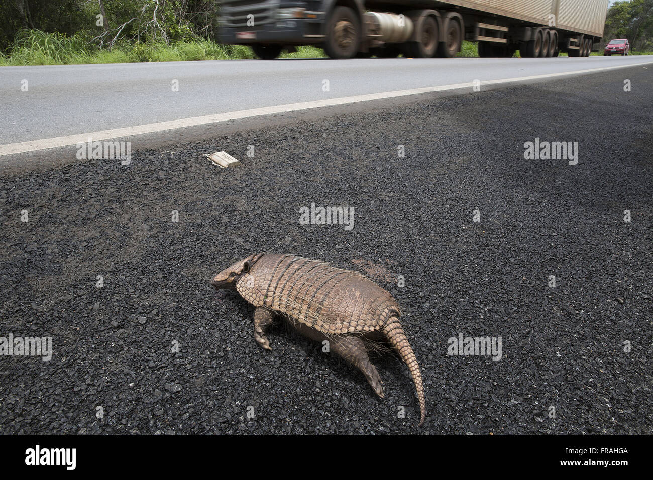 Tatu ha colpito la BR-364 Autostrada Federale Foto Stock