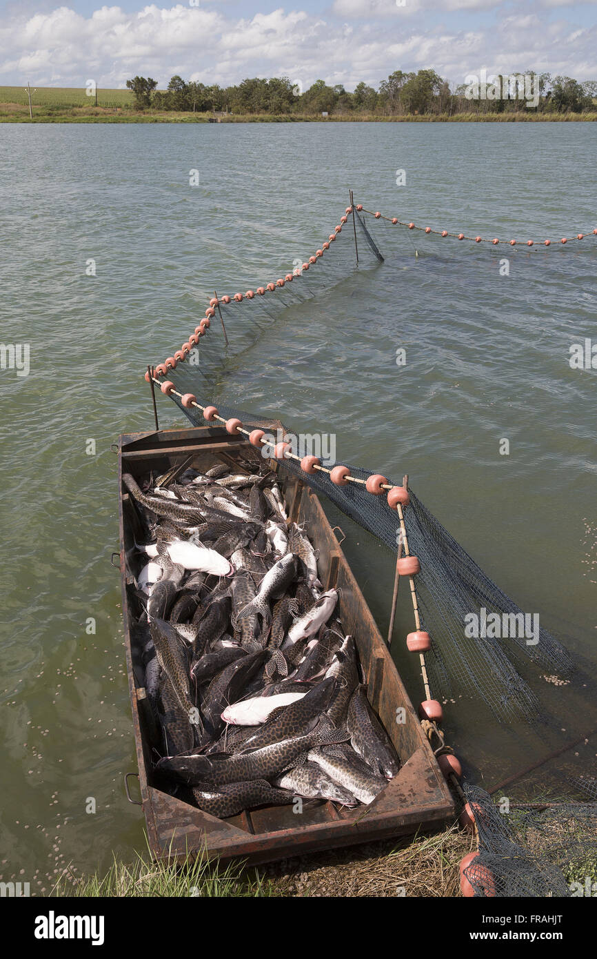 Attività Despesca nel pesce di allevamento nel distretto di Primaverinha Foto Stock